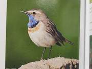 Azure-throated Warbler of the Yellow River Delta