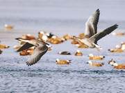 Warm Weather, Returning Birds