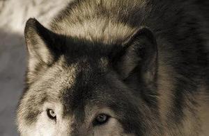 Top 10 Most Ferocious Animals Ranking! Wolves Rank Last