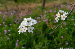 No Pears, No Abandonment | The Spring Breeze Returns: Cloud Viewing Pear Blossoms in Full Bloom – "Floral Beauty Series 2"