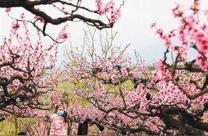 How Beautiful is Shaanxi! Snow and Flowers Meet
