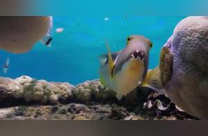 Shellfish: Even my tough shell can't escape the predation of the piranha, it's so fierce.
