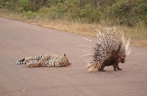 When Prey Turn on Predators: The Embarrassing Truth About 'Ferocious' Animals