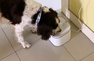 Pet Can Drink Moving Water at Any Time, Xiao Wan Smart Pet Water Dispenser
