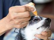Pay Attention to Dog's Dry Eye Syndrome, Here You Need to Know