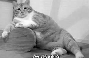 Don't Say Calico Cats Are Fat, These Cats Aren't Skinny Either!