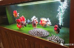 1.8m Clear Green Moss Tank: Perfect Mixing of Goldfish and Sturgeon – Fish Keeping Requires Experimentation!