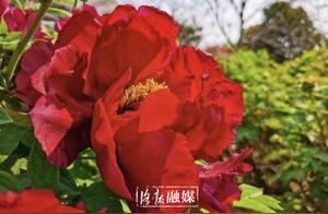 Early Peonies Reveal Their Beauty in Luoyang