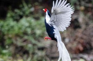 Yongan, Fujian: Beautiful Birds Dancing