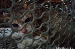 Failed Rat Trap Leads to Encounter with a 'Super Aggressive Big-Eared Creature,' She Decides to Recruit It