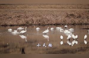 Migratory Birds Astonish the Spring in Keqiang Right Wing Middle Banner