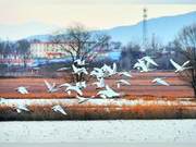 Over a Hundred Swans Arrive in Dingxiang