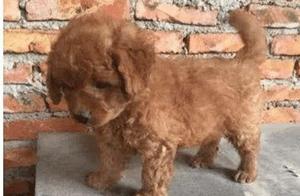 Golden Retriever Gives Birth to a Son After Being Hurt by a Teddy Bear, Owner Initially Planned to Sell It, But Found It Acceptable Afterward