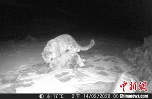 Clear Snow Leopard Activity Footage Captured in Qinghai Province