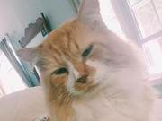 7-Year-Old Long-Haired Orange Cat Given Away, Walks 12 Kilometers to Find Original Owner, Unexpectedly Faces Death
