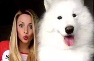 With such a giant, warm Samoyed like this, what do you need a boyfriend/girlfriend for?