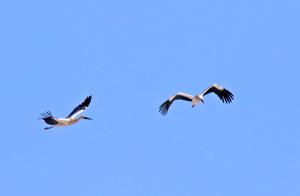 Oriental White Stork Returns to Longjiang