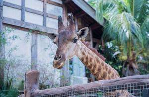 Changzhou Yan Cheng Wild Animal Park 'Transforms Donkey into Zebra,' Children Display Confusion?