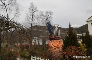 The Phoenix's Abode in Luonan County, Shaanxi: Three Intertwined White Pine Trees Attract Numerous Birds