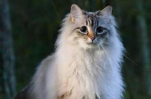 Putin's Return Gift of the Siberian Forest Cat: A Fierce Fighter