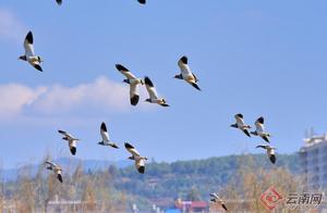High-Definition Photo Album: Thousands of Gray-Headed Gulls Visit Changning, Yunnan