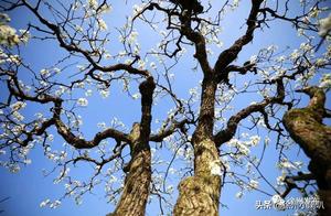Pear Blossoms in Fengxian, Xuzhou, Have Bloomed!