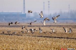 Hebei Wen'an: Geese Foretell Spring's Warmth