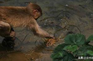 Strange Incidents – Monkey Brother Playing with Toad Spirits, Rolling and Flattening the Great Buddha for Forgiveness