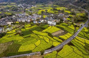 Ninghai: Full of Spring Vigor, Visitors Wandering Through Fields of Flowers