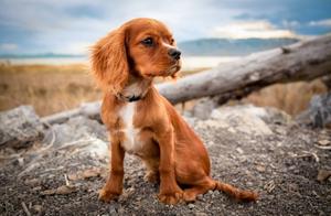 17 Dog Photography Techniques