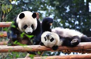 Sichuan's Diplomatic Card: Giant Pandas – No One Can Argue!