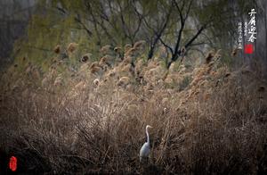 Springtime Blossoms, White Egrets Dance in Huaiyang Longhu National Wetland Park