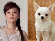 Look-Alike 'Dog': Similarity Rate Reaches 99%!