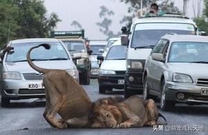 Lions are just bigger cats, love to block roads and are cute and playful