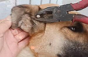 A 'Meatball' Grew in the Dog's Ear: Dad Forcefully Pinching It