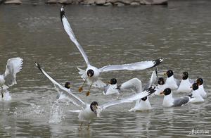 Fishing Gulls Rest and Feed Along the Yellow River ()
