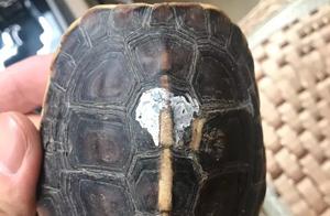 Turtle Shells Can Be Stringed - It's Only for Those Who Truly Love It