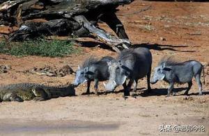 Wart Hogs Are Truly 'Pig Team Players,' Brazenly Provoking Apex Predators