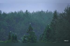 Another Egret Paradise in Wupi
