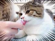 Adjusting Your Cat's Biological Clock When You're Home All Day