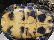 Over 20-Year-Old Jade Horseshoe Tortoises Facing Elimination by Breeders? What's Behind the Reason?