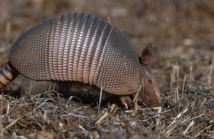 Giant Armadillo