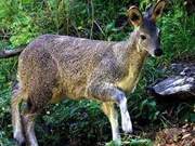 Wild Linshi Detected for the First Time in Huangguan Mountain Provincial Nature Reserve