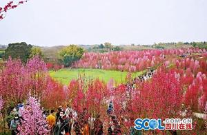 Don't Waste the Springtime, Don't Waste You – Zigong Spring Flower Viewing Guide is Here