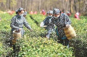 Yuhua Tea Harvesting Begins in Nanjing's Zhongshan Scenic Area; Production Forecasted to Decline