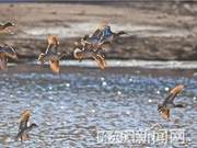 Spring Water in Motion, Birds in Flight
