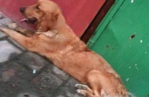 Shipping Costs Too High, Dog Left Stranded at Airport, Dog Refused to Eat or Drink, Didn't Close Its Eyes Before Departure