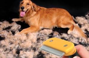 Golden Retrievers Shedding Severely: 5 Little Tricks to Help