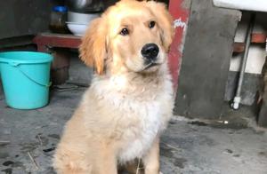 The Golden Retriever Misses Its Old Life and Can't Stand Not Being Washed