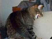 Cat Twitching Skin Syndrome: Mania, Dangerous